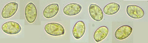 Hygrophorus mesotephrus